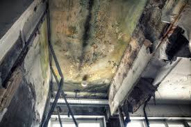 Best Mold Prevention Services  in Coleman, TX